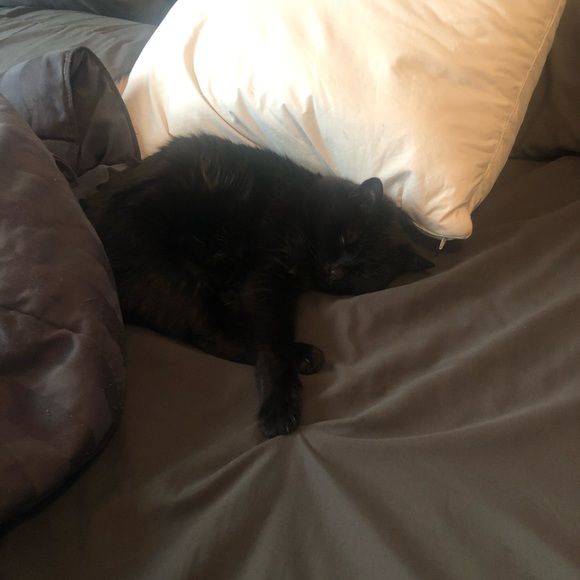 Meet your Posher, Chloe - Picture 2 of 4